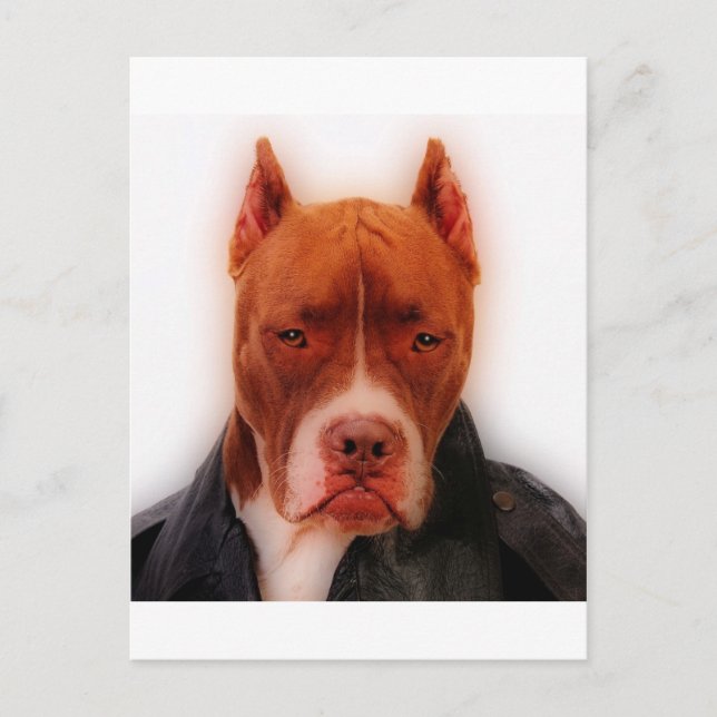 Carte Postale Étonnant Pit (Devant)