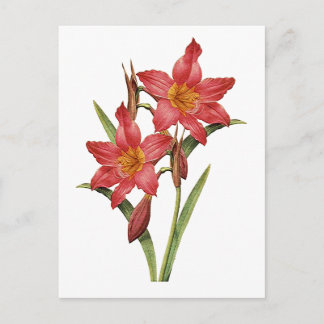 Carte Postale Étonnante étude Tropical Amaryllis