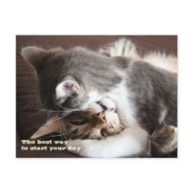 Étreinte drôle de compression de chats