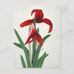 Carte Postale Étude des fleurs,