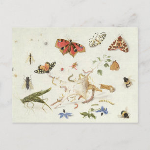 Carte Postale Étude des insectes et des fleurs