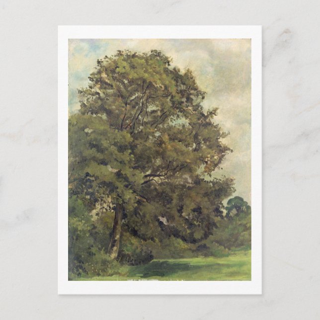 Carte Postale Étude d'un arbre cendré, c.1851 (huile sur papier  (Devant)