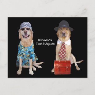 Carte Postale Étude sur le comportement animal/laboratoire/chien