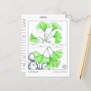 Carte Postale Étude sur les plantes médicinales de Ginkgo Biloba