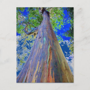 Carte Postale Eucalyptus arc-en-ciel