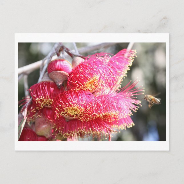 Carte Postale Eucalyptus caesia avec Abeille de miel (Devant)