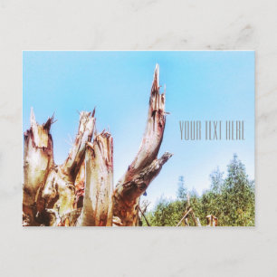 Carte postale Eucalyptus Tree Stump Blue Sky