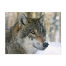 Europäischer Wolf
