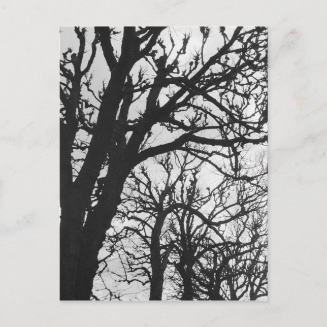 Carte Postale Europe, France, Paris. Les arbres d'hiver, Marco (Devant)