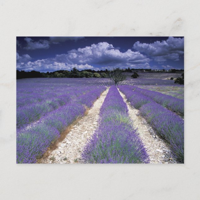 Carte Postale Europe, France, Provence. Champs de Lavander (Devant)