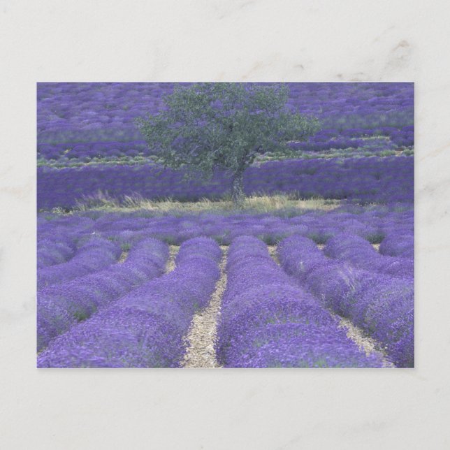 Carte Postale Europe, France, Provence, Sault, Champs Lavande 2 (Devant)