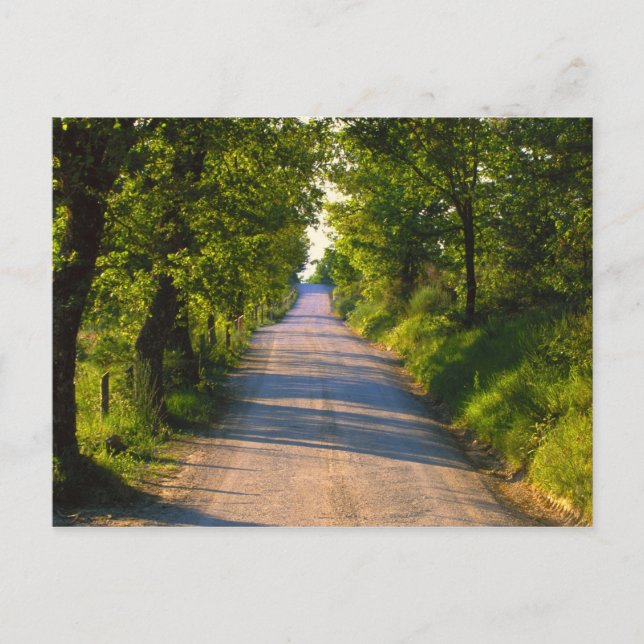 Carte Postale Europe, Italie, Toscane, route bordée d'arbres (Devant)