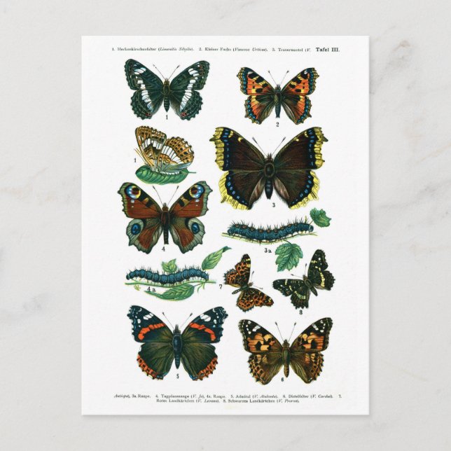 Carte postale Europe Papillons Plaque III (Devant)