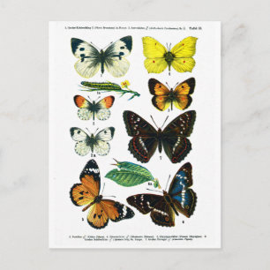 Carte postale Europe Papillons Plate II