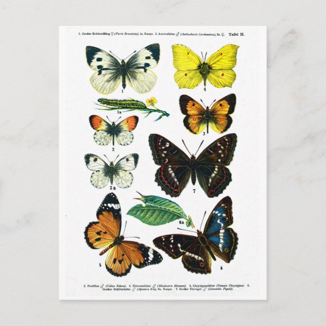 Carte postale Europe Papillons Plate II (Devant)