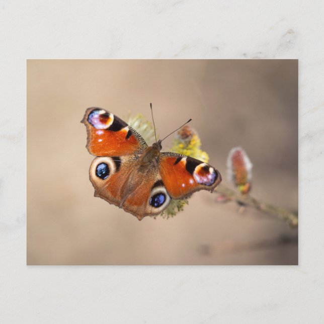 Carte postale européenne de papillon paon (Devant)