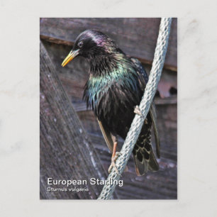 Carte postale européenne Starling