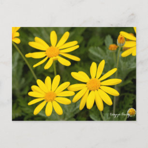 Carte Postale Euryops Daisy [Carte postale]