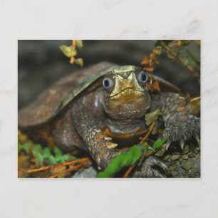 Carte Postale Evaar Tortoise Cutest