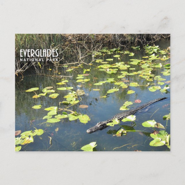 Carte postale Everglades (Devant)