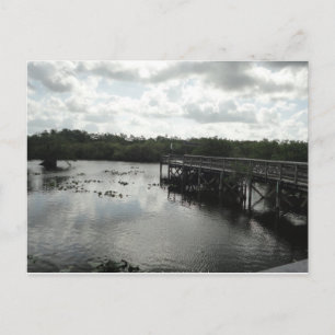 Carte postale Everglades