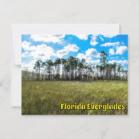 Everglades Cypress Blue Sky & Cloud Réflexions