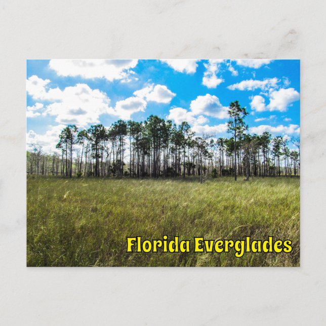 Carte Postale Everglades Cypress Blue Sky & Cloud Réflexions (Devant)