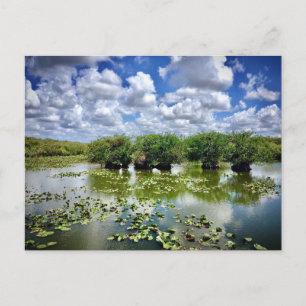 Carte Postale Everglades, Parc National, Floride