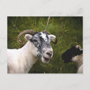 Carte postale Ewe
