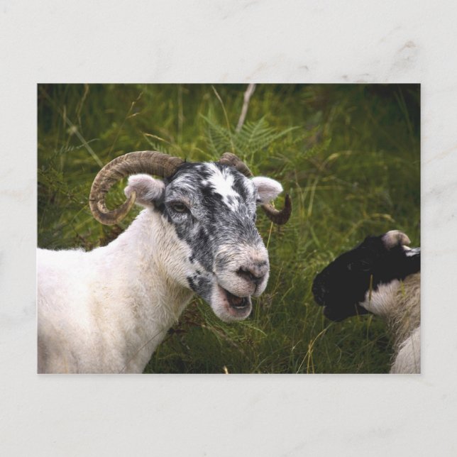 Carte postale Ewe (Devant)