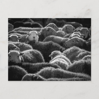 Carte Postale Ewes en noir et blanc