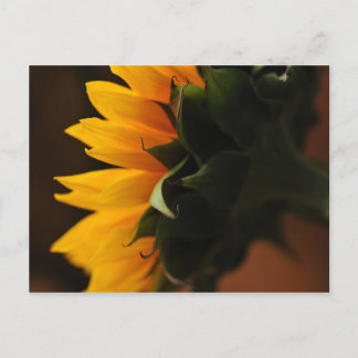 Carte postale exceptionnelle (tournesol)
