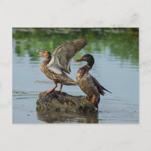 Carte Postale Excusez-Moi