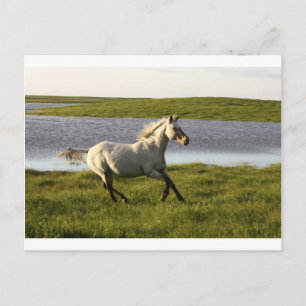 Carte Postale Exécution libre