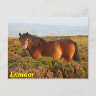 Carte Postale Exmoor pony, cheval, Somerset, Angleterre