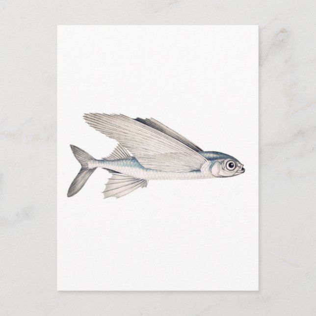 Carte Postale Exocoetidae de poisson volant (Devant)