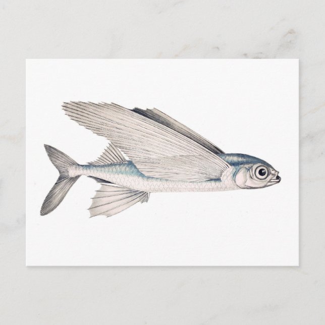 Carte Postale Exocoetidae de poissons de vol (Devant)