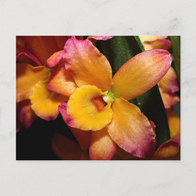 Carte postale Exotic Orchid (Devant)