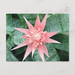 Carte Postale Exotic Pink Bromeliad Flower