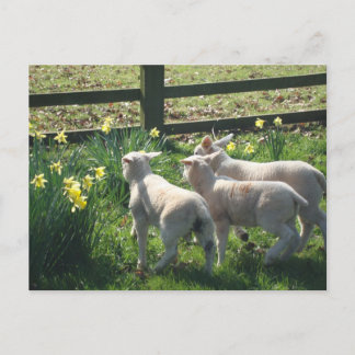 Carte Postale Exploration des jonquilles ! trois agneaux en fuit