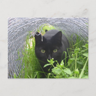 Carte Postale Explorer