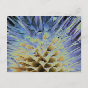 Carte postale Explosion d'herbe sauvage