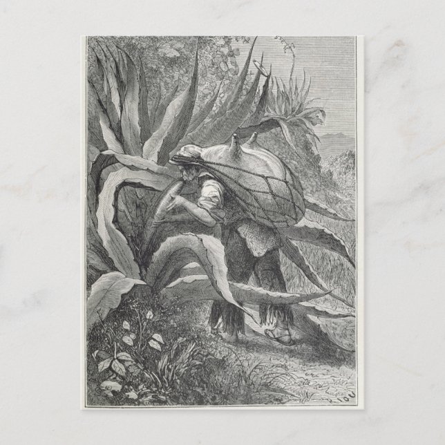 Carte Postale Extraction du pulque (Devant)