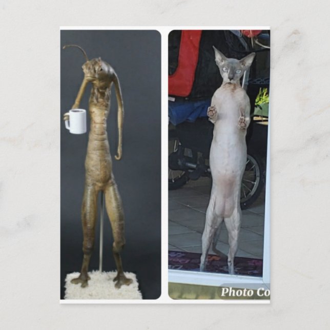 Carte postale extraterrestre Sphynx bête - Gibs co (Devant)