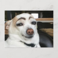 Carte Postale Eyebrow Dog Meme
