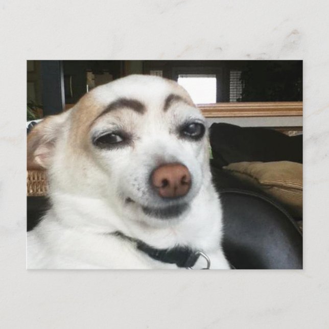 Carte Postale Eyebrow Dog Meme (Devant)