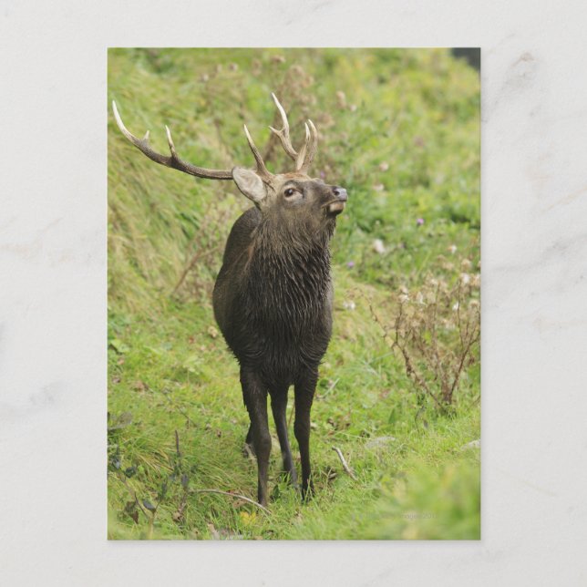 Carte Postale Ezo Deer (Devant)
