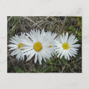 Carte Postale F42 Fleurs Sauvages Blanches Asters Lisses