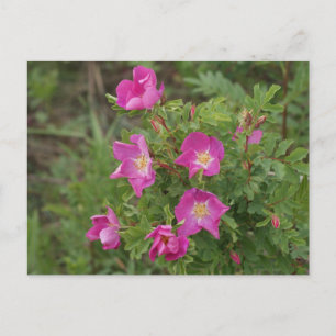 Carte Postale F46 Roses sauvages