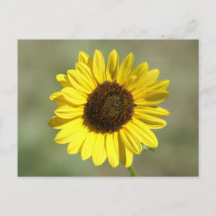 Carte Postale F47 Fleur sauvage jaune Tournesol annuel commun